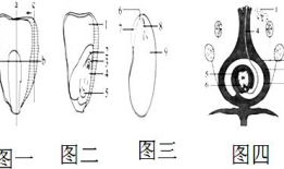 观察种子的结构实验视频,实验视频揭示种子结构全解析
