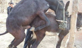 驴配种视频,自然繁衍的生动写照