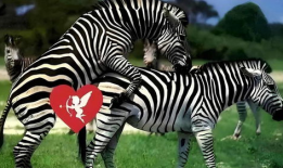 动物交配视频马,揭秘奇妙的交配瞬间